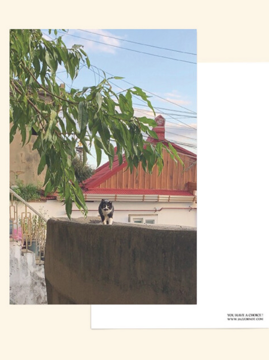 JAZZ OR NOT - Cat Walk Postcard