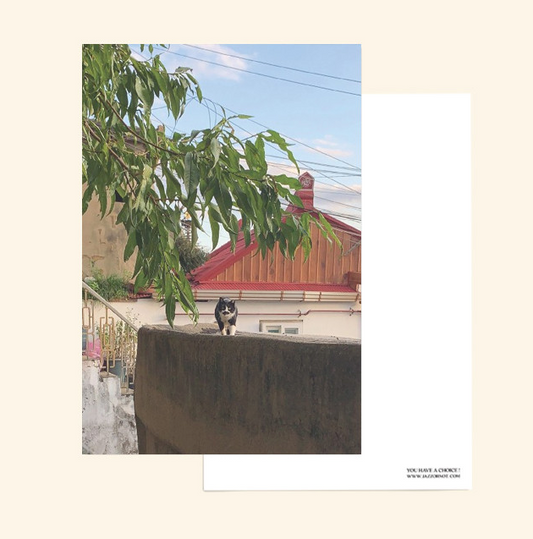 JAZZ OR NOT - Cat Walk Postcard